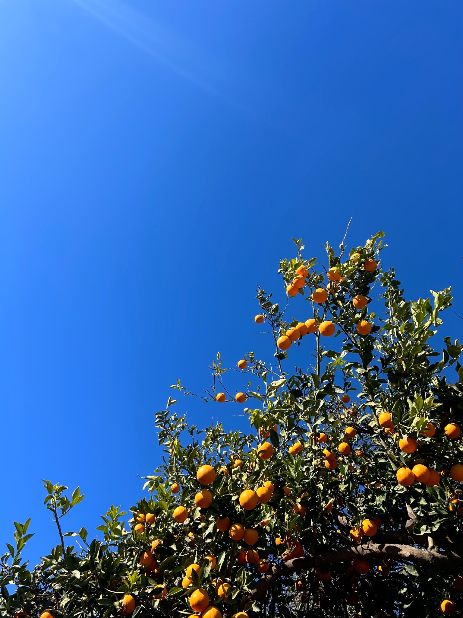 #naranja #orgiva #sun #andalusia