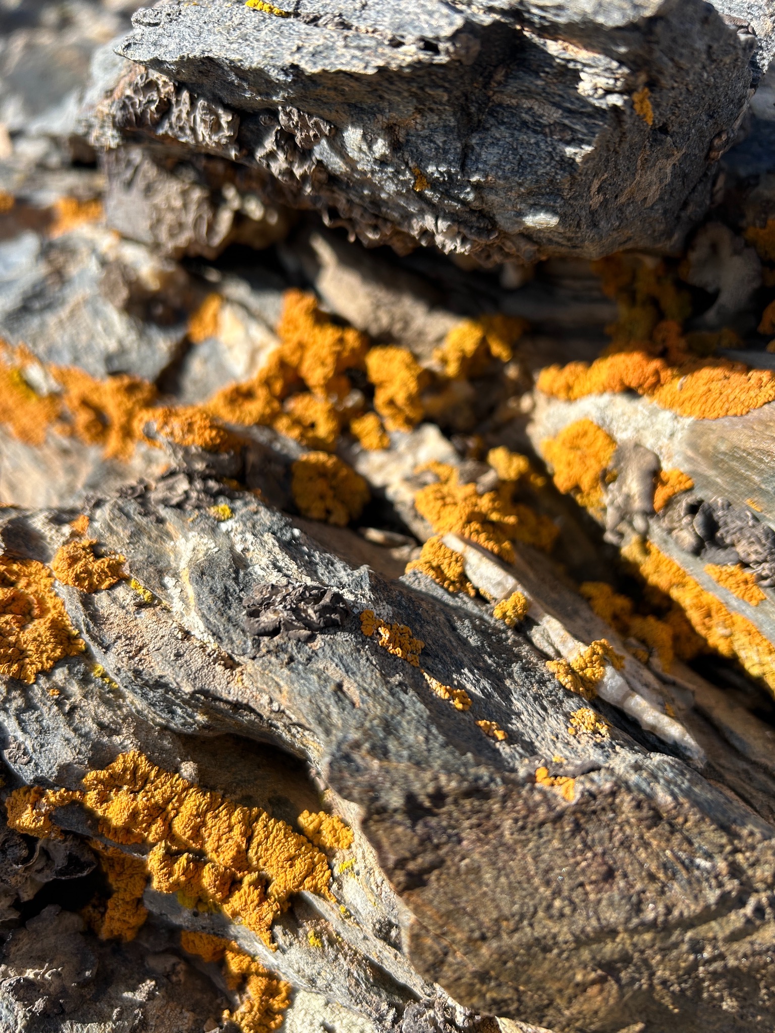 #lichen #rocks #mountains #summit #sierranevada