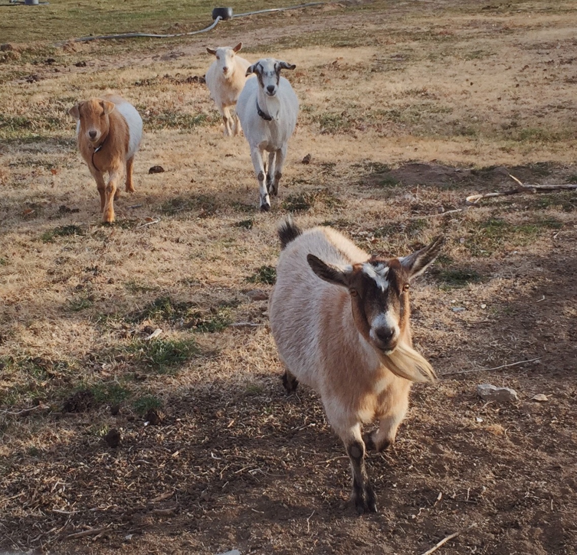 On the Local Farm #goats #livestock #farm #animals | regi | VSCO