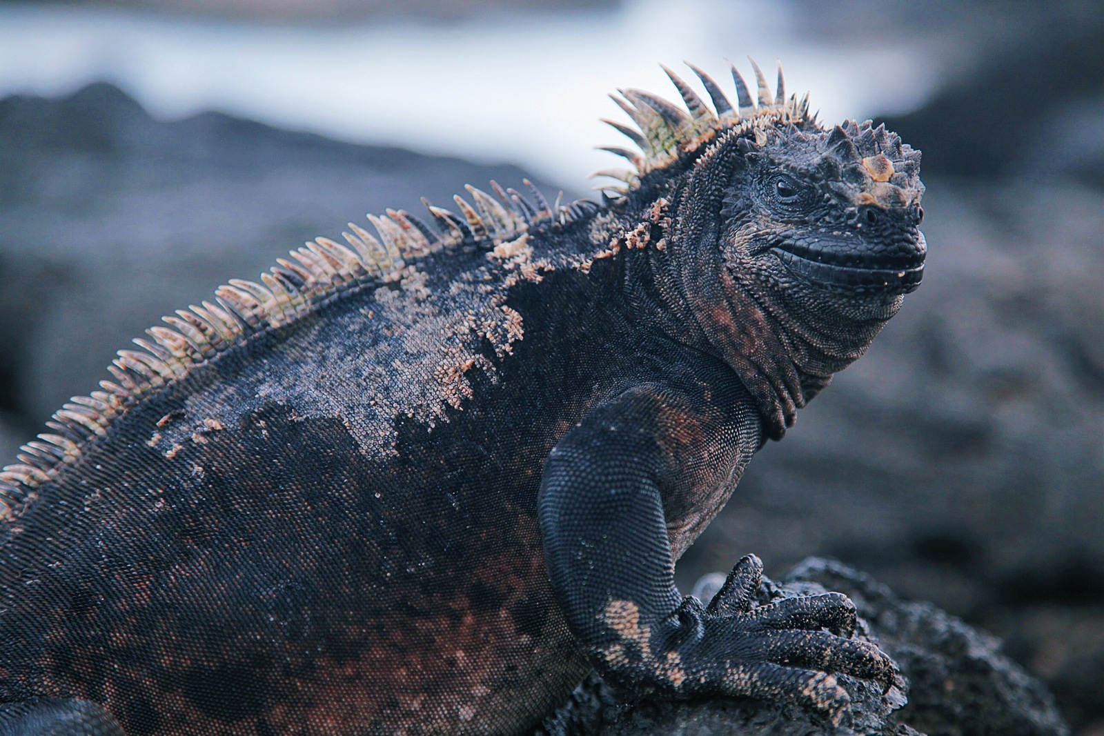 Iguana in the Galápagos Islands, Ecuador.