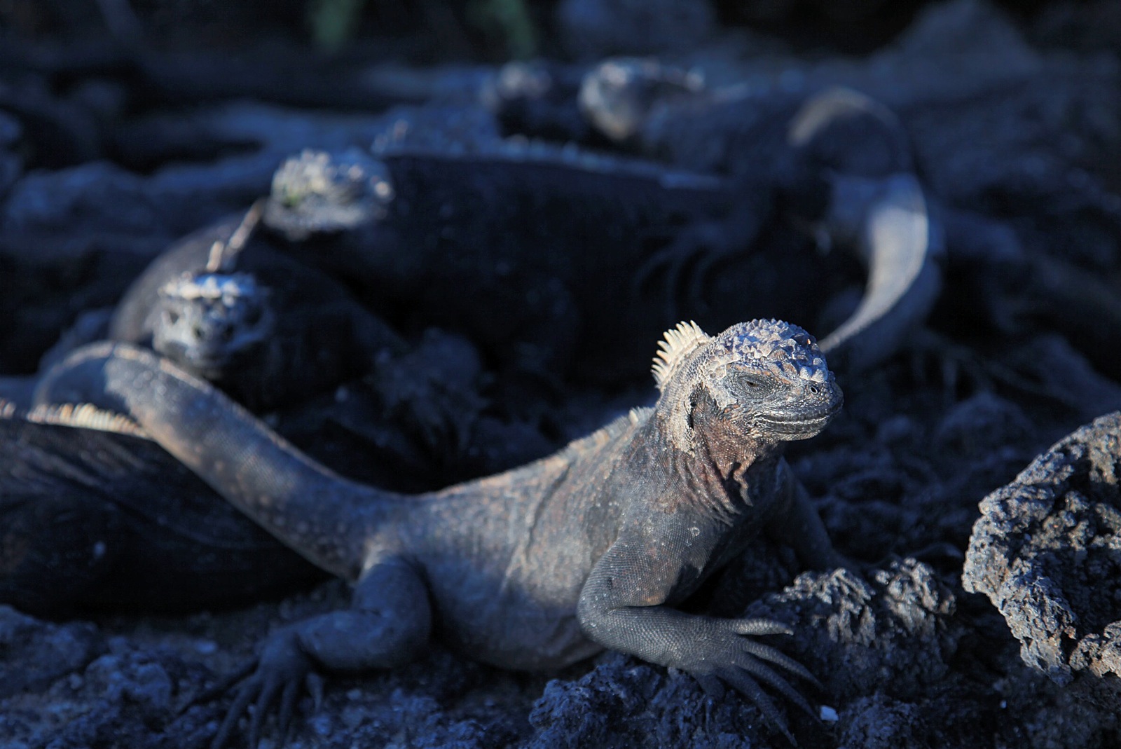 Iguana basking in the sun of the Galápagos Islands, Ecuador.