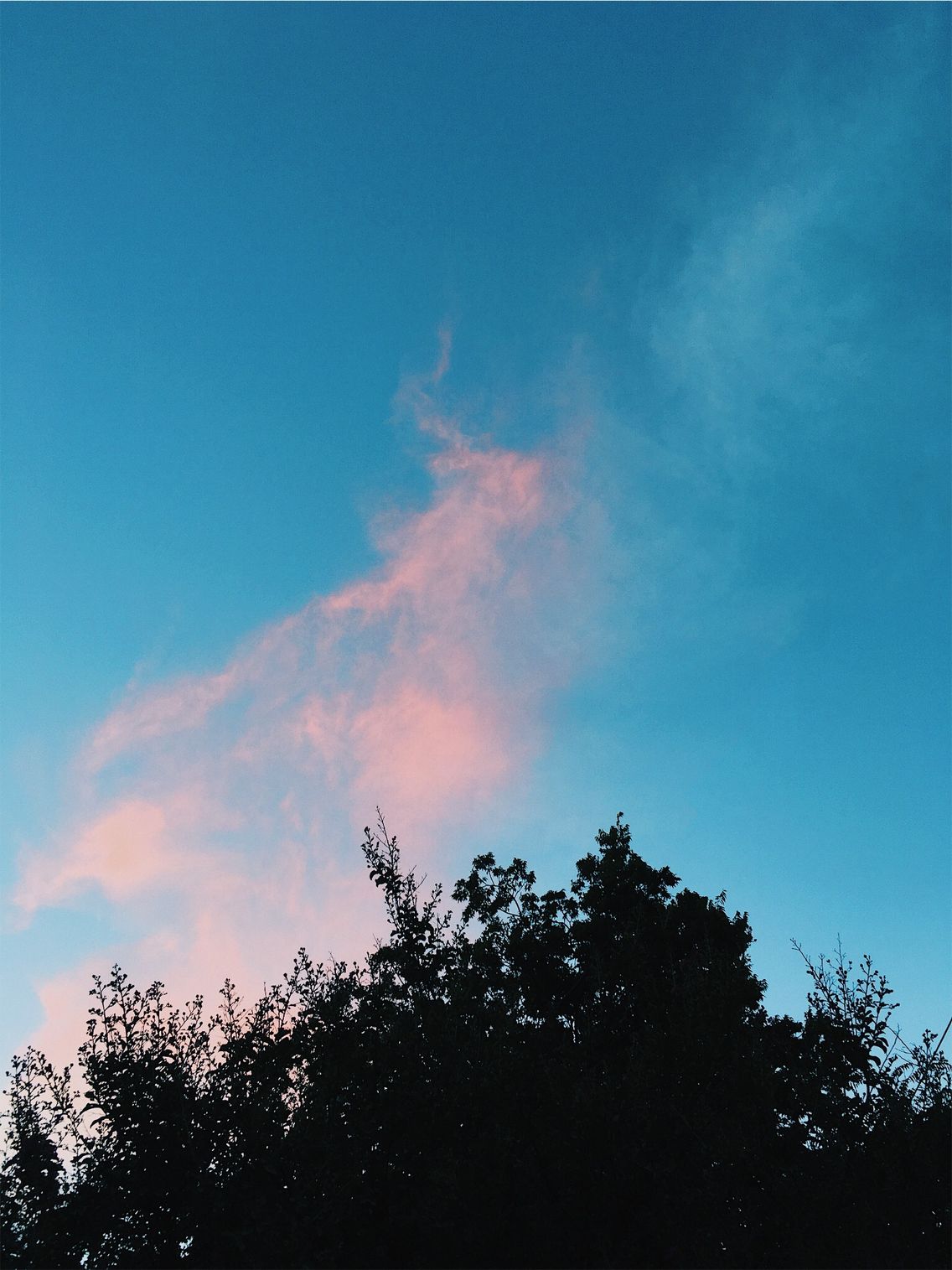 Cotton Candy Sky Vsco Clouds Tree Blue Pink Efren