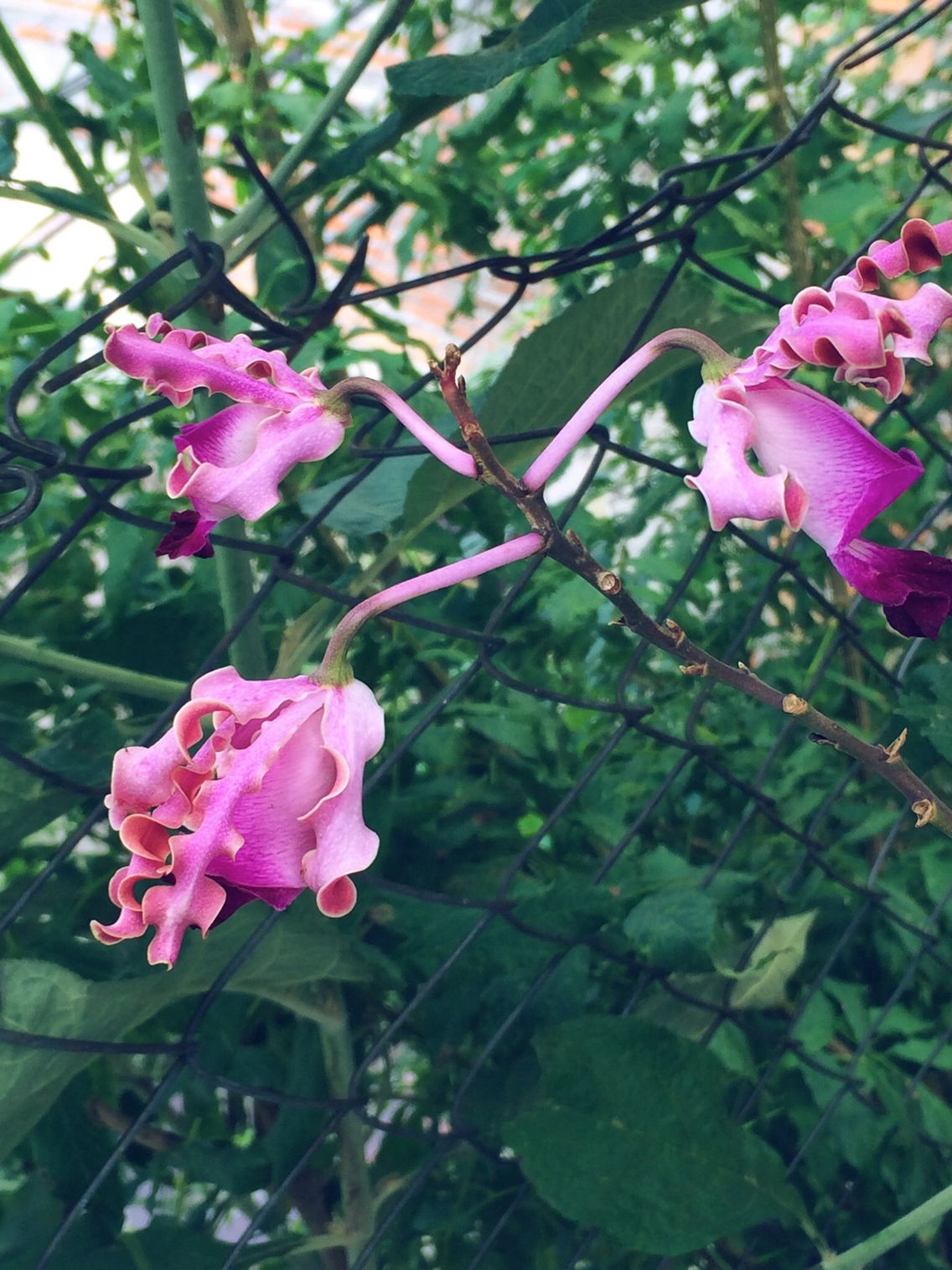 Soy libre y me vendo yo misma. (Del amor y otros demonios). #vsco #vscohn # orquídea #orquídeas #hermosas #orchidaceae | oagonzalez | VSCO