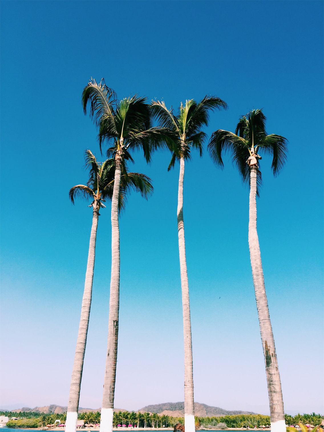 Palms 4 Beach Ocean Blue Ombre Colors Meelissapb Vsco
