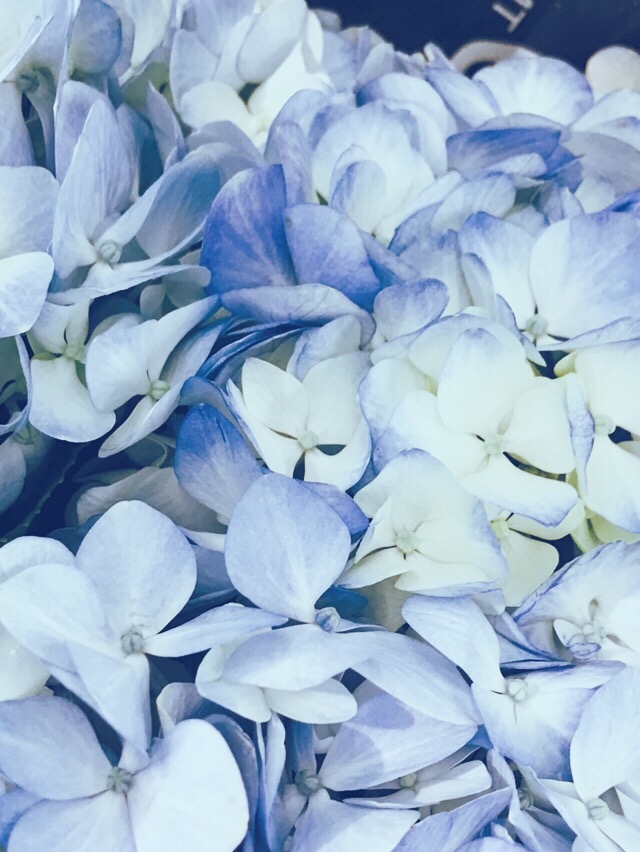 Blue Flowers For The Sky Paixlune Vsco