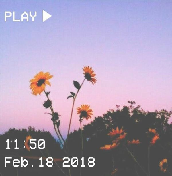 A Day To Remember Sunset Flowers Sunflowers Aesthetic Pink