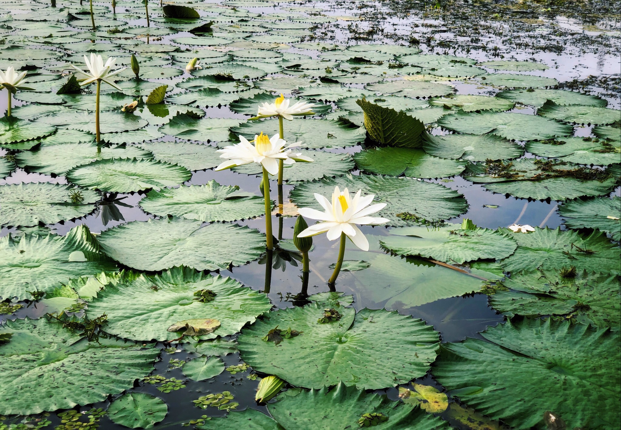 Water lilies - Panama.