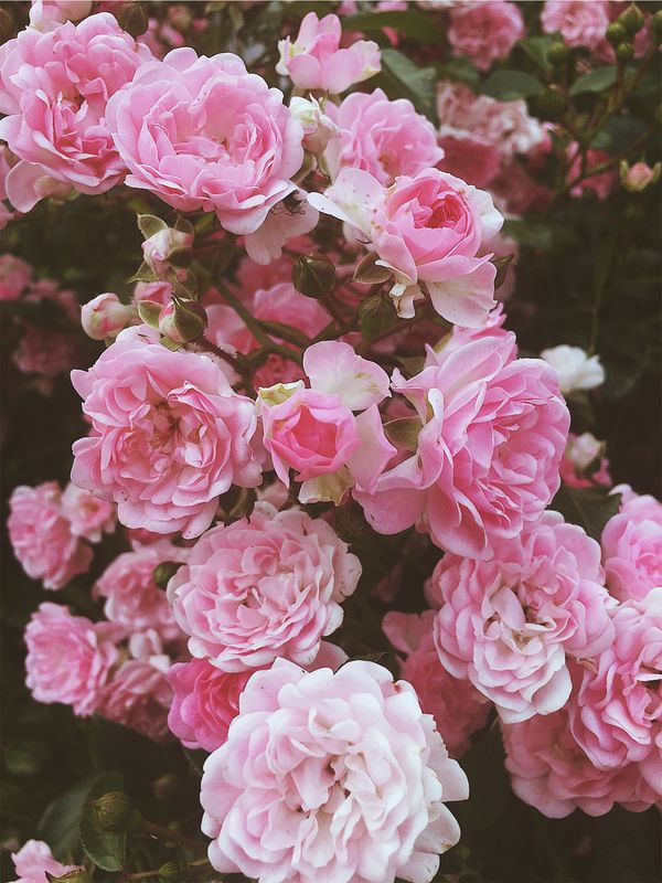 Flowers Roses Pinkroses Pink Sweden Tumblr Wallpaper