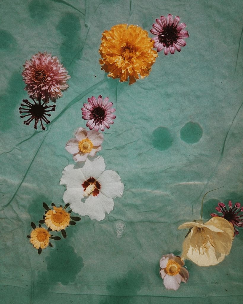 Vintage Summer Sunny Water Aesthetic Paddlingpool Flower